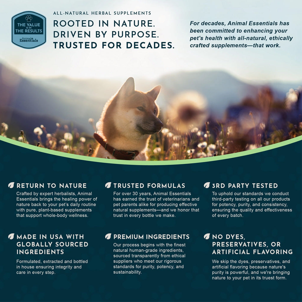 Animal Essentials Herbal Tonic Astragalus Supports Immune & Kidney Function for Dogs & Cats - Dog Supplements &