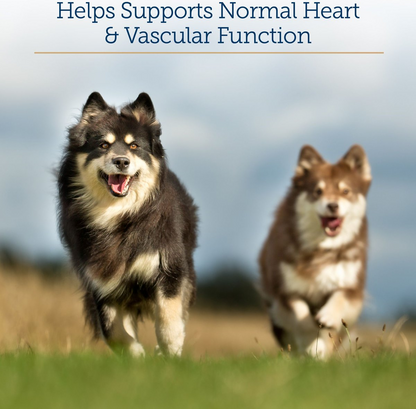Rx Vitamins Formula CV For Dogs and Cats (90 caps) - Cat Supplements & Vitamins 4